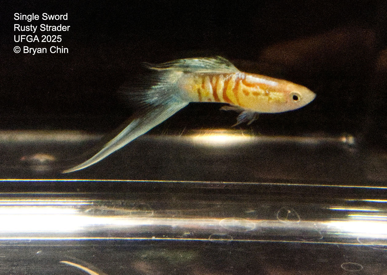 Guppy Single Swordtail